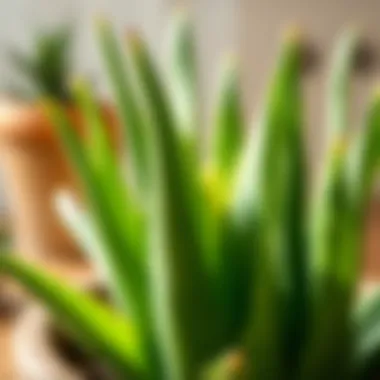 Fresh aloe vera leaves ready for extraction