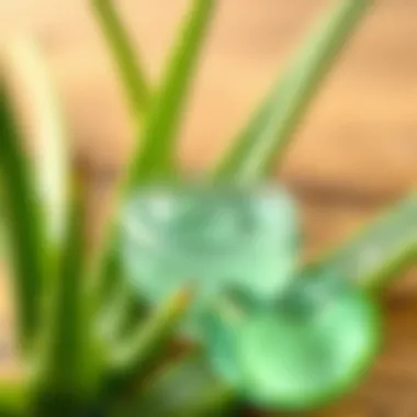 Natural aloe vera gel applications on skin