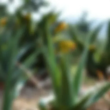 Aloe Vera in Nature Aloe vera in a natural setting, showcasing its beauty