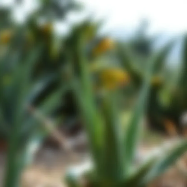 Aloe Vera in Nature Aloe vera in a natural setting, showcasing its beauty