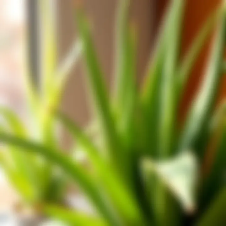 The Beauty of Aloe Vera Plant Aloe vera plant with lush green leaves