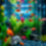 A pristine aquarium showcasing vibrant fish and aquatic plants