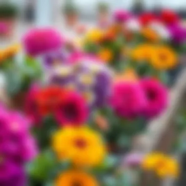 Close-up of colorful blooming flowers in pots