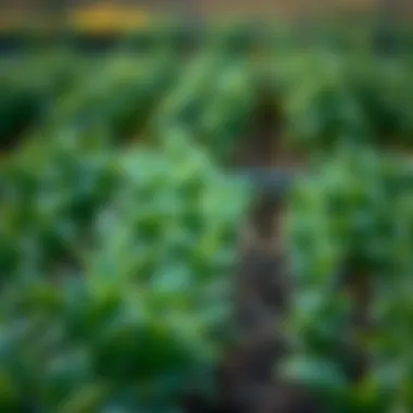 An overview of a farm's crop rotation strategy