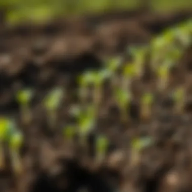 Close-up of healthy seedlings thriving in rich soil
