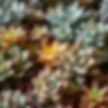 Diverse Beauty of Pine Succulents A collection of pine succulents showcasing their unique shapes and colors.