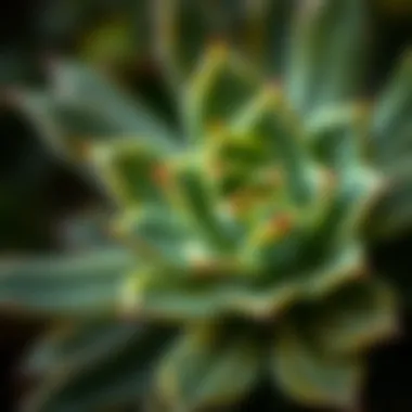 Intricate Details of Pine Succulent Leaves Close-up view of the texture and details of a pine succulent leaf.