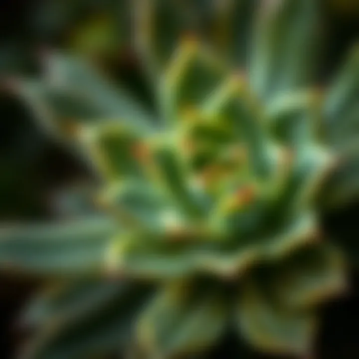 Intricate Details of Pine Succulent Leaves Close-up view of the texture and details of a pine succulent leaf.