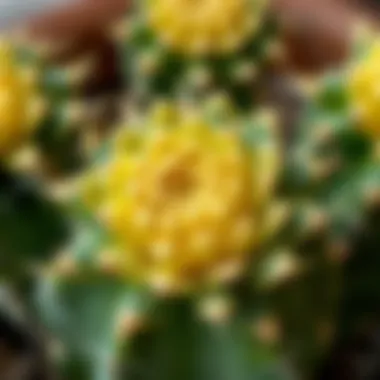 Intricate Petals of Cactus Flowers Close-up of a cactus flower with intricate petals and textures