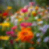 Vibrant flowers in a garden showcasing a spectrum of colors