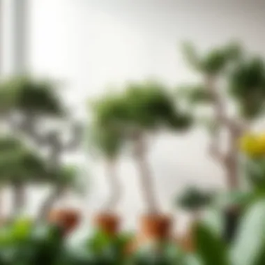 Different types of indoor trees with unique characteristics