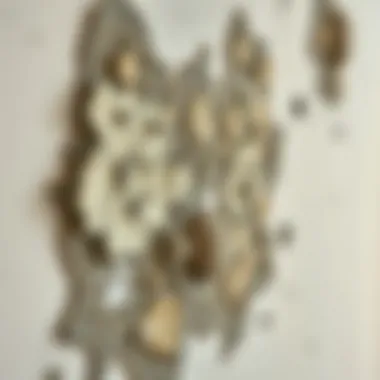 Mold growth on a wall