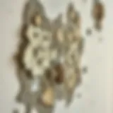 Understanding Wall Mold Mold growth on a wall