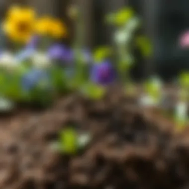 Healthy soil mixture ideal for flower growth