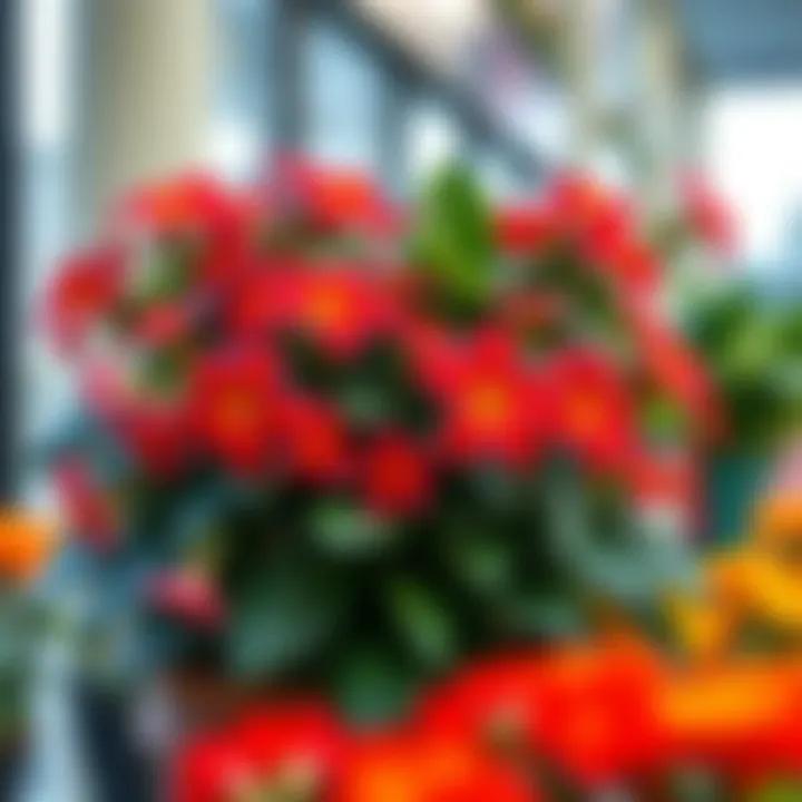 Vibrant flowering plant showcasing optimal care