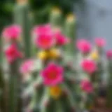 A vibrant blooming cactus showcasing its unique flowers