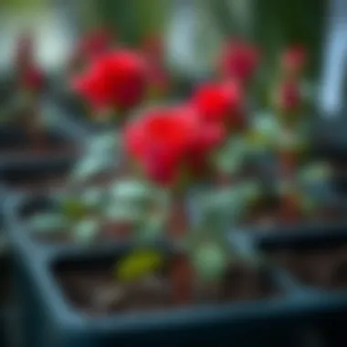 Nurturing Healthy Rose Seedlings A close-up view of healthy rose seedlings