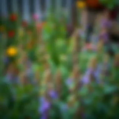 Herb garden with aromatic plants