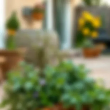 Decorative arrangement of summer herbs on a patio
