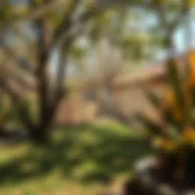 Nature's Balance of Brown and White An outdoor scene illustrating the balance of brown and white in nature