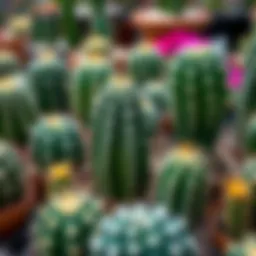 Varieties of cacti ready for propagation