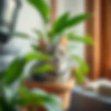 Lush Indoor Plant Safe for Cats A lush indoor plant safe for cats