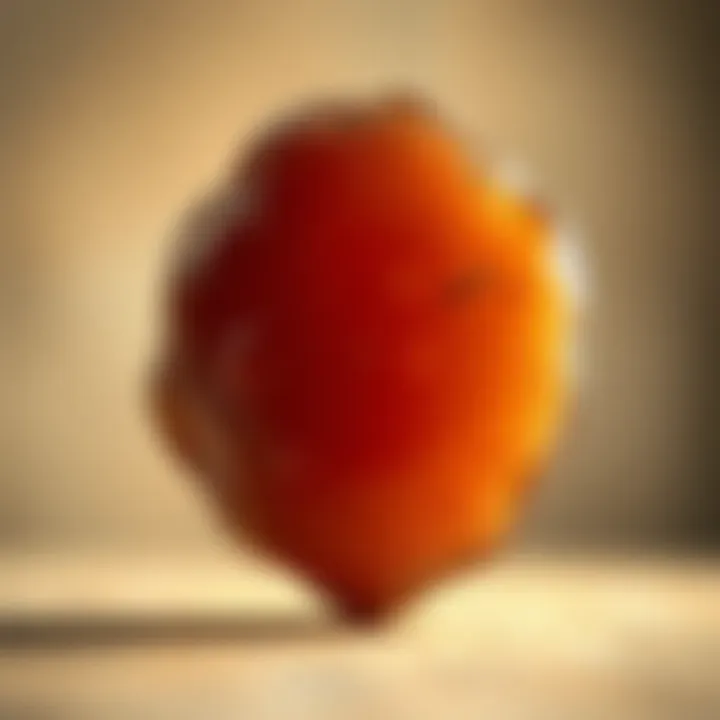 A detailed view of a SCOBY, the culture used in kombucha fermentation