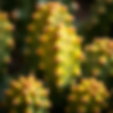 Unique Textures of Leaf Cactus Close-up of a leaf cactus, highlighting its unique textures and patterns.