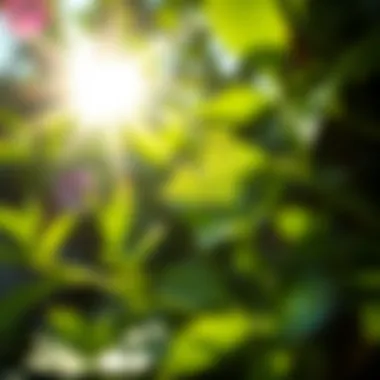 Close-up of lush green leaves with dewdrops reflecting sunlight
