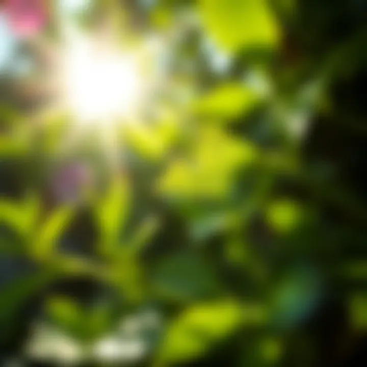 Close-up of lush green leaves with dewdrops reflecting sunlight
