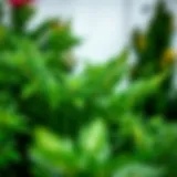 Lush foliage of the salon yaprağı çiçeği plant