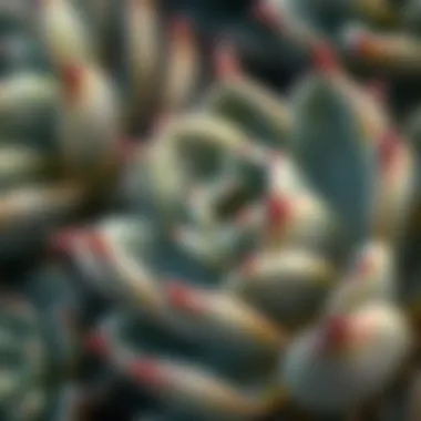 Close-up view of a succulent plant highlighting its intricate textures