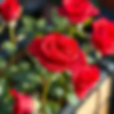 Expert Tips for Successful Rose Seed Germination Tips for successful rose seed germination