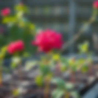 Caring for Growing Rose Seedlings Nurturing rose seedlings