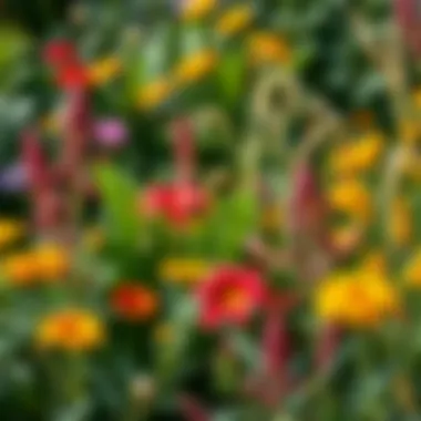 Vibrant garden with a variety of plants