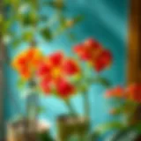 Vibrant indoor flowering plants that bloom year-round