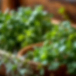 Fresh herbs to neutralize odors